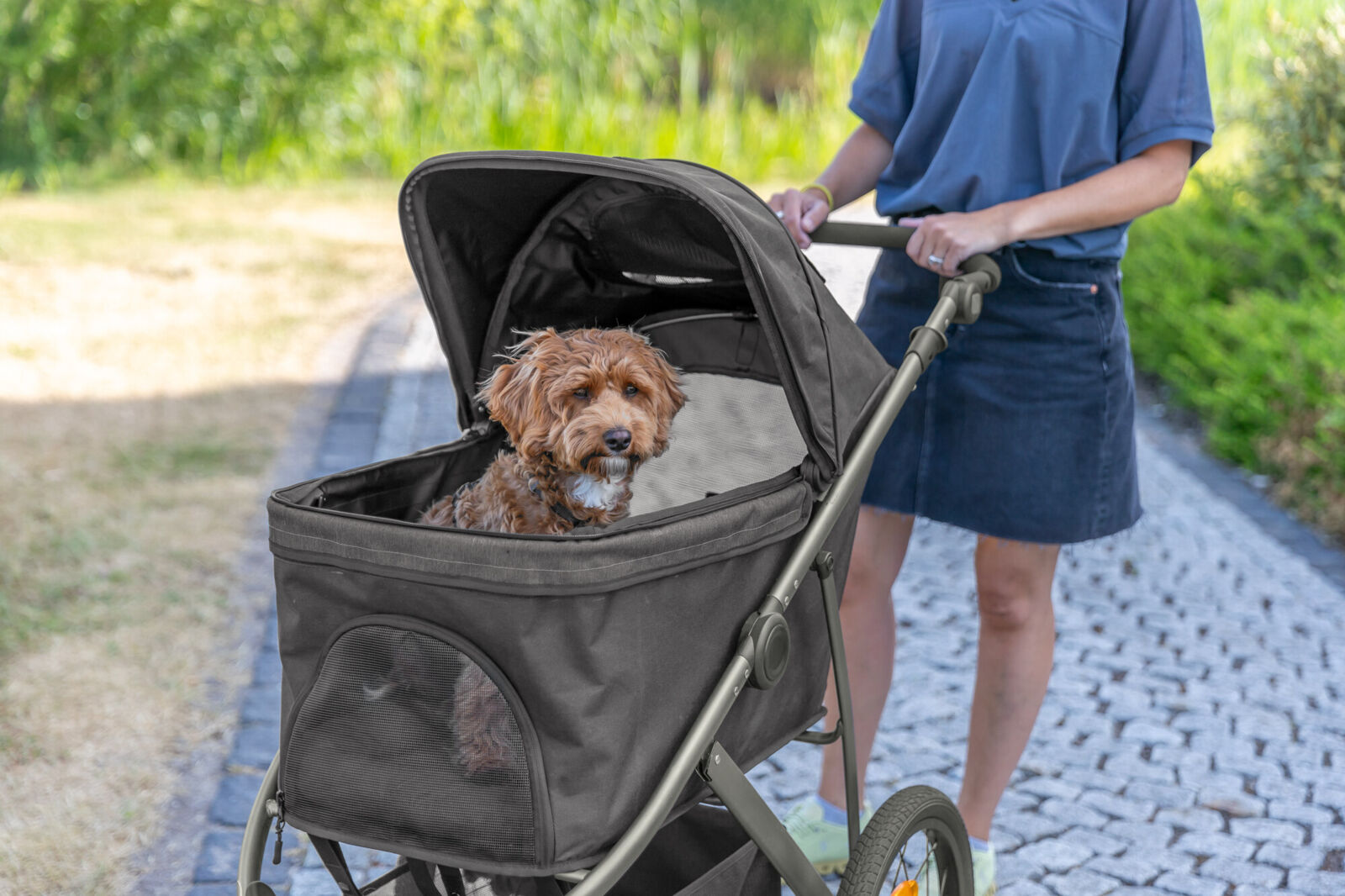 Buggy fr Hunde