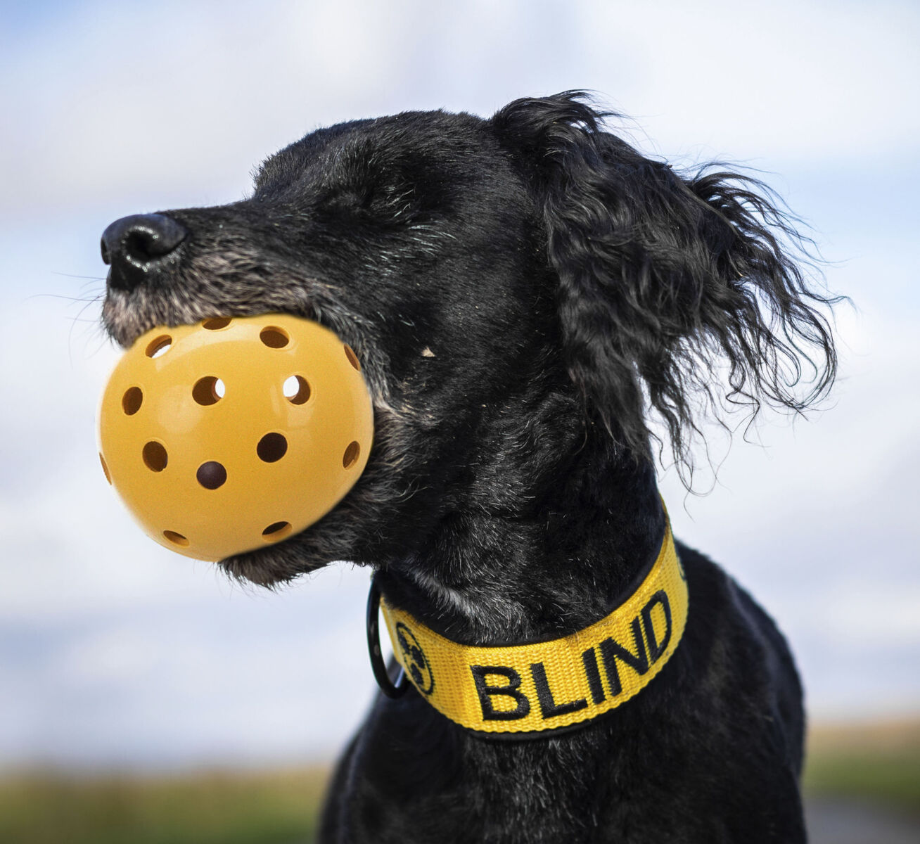Blind Dog Toys
