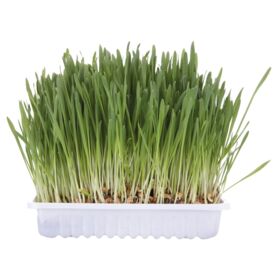 Cat Grass