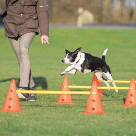 PawHut Agility sport pour chiens kit d'équipement d'agilité pour chiens  avec obstacle, tunnels, saut, slalom rouge
