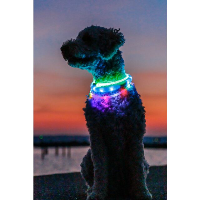 Leuchthalsband Hund Aufladbar Tessmer LED Leuchthalsband Fr Hunde   Krzbar, USB Wiederaufladbar, Blinklicht, Sicherheitsband