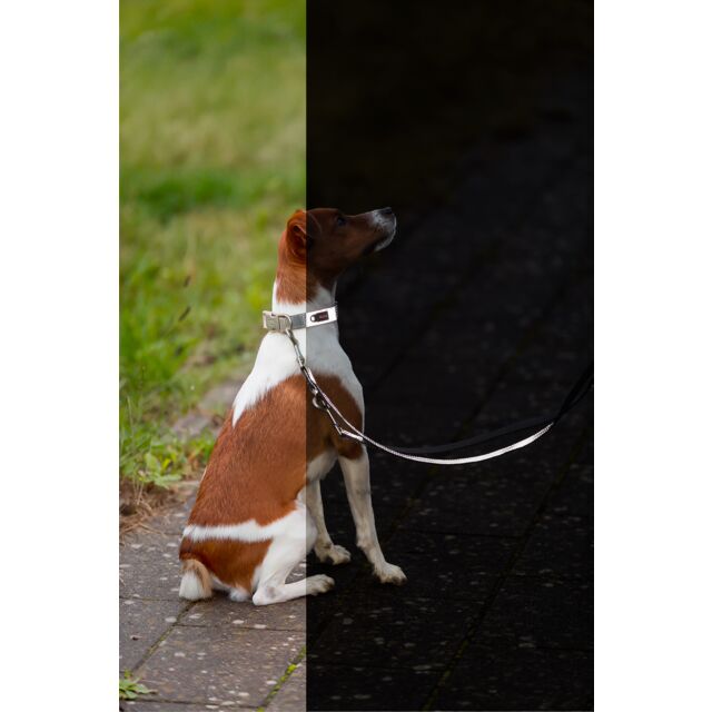 Premium Reflect Collar