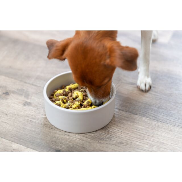 halsband mit gravur Hundehalsband mit Gravur