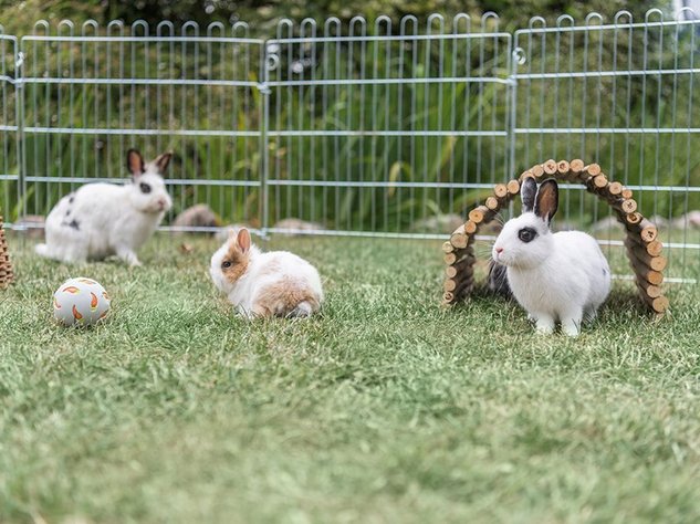 Freilaufgehege mit drei hellen Kaninchen: Einer sitzt unter Holztunnel, daneben ein kleiner Snackball