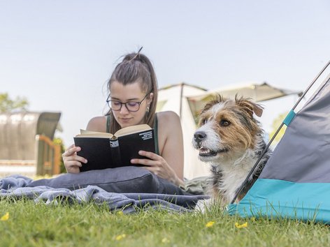 Camping with a dog: image of a dog in a tent