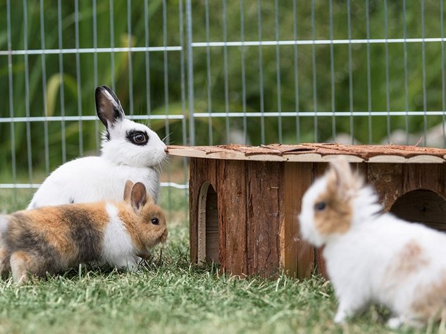 3 niedliche Kaninchen sitzen draußen auf Gras im Freilaufgehege neben kleinem Holzhaus