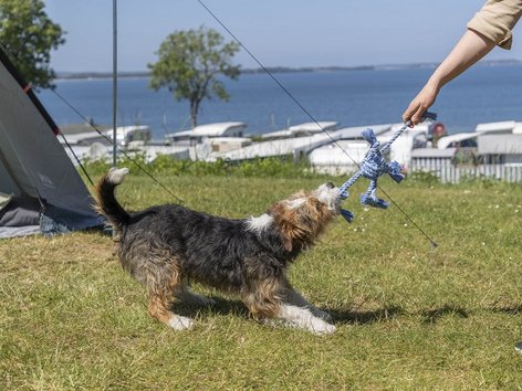 Camping with a dog: Image of a dog playing on a camping site