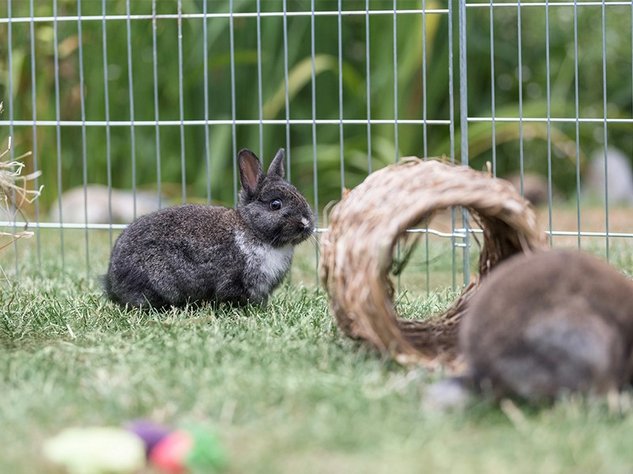 Kaninchen sitzt auf Rasen im Freilaufgehegen, daneben ein Tunnel aus Gras