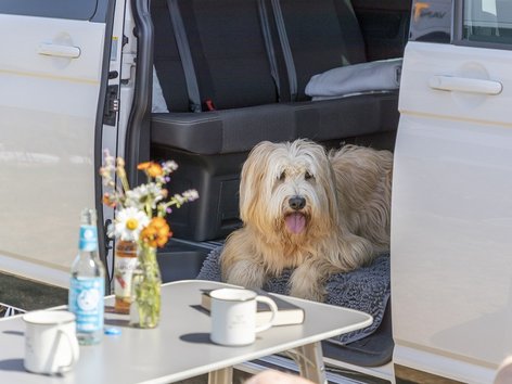 Camping with a dog: Image of a dog in a camper van
