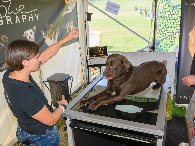 Ein brauner Labrador liegt auf einer Glasscheibe und wird von unten versucht zu fotografieren.