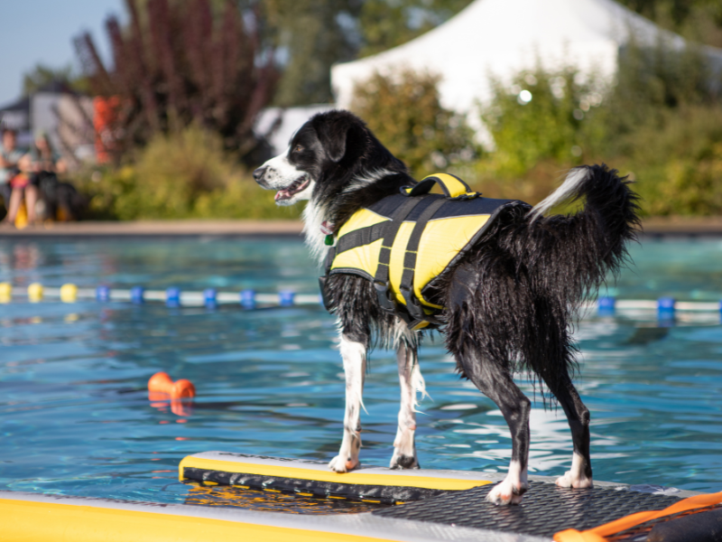 Border Collie mit Schwimmweste steht am Rand eines Schwimmbeckens.
