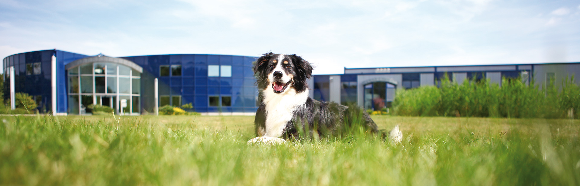 Border Collie vor TRIXIE Bürogebäude