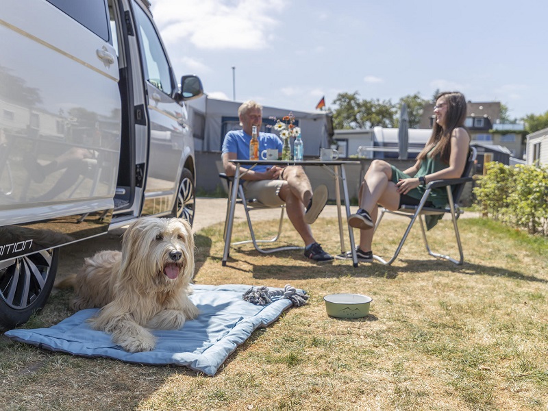 Camping with a dog: stay in the shade