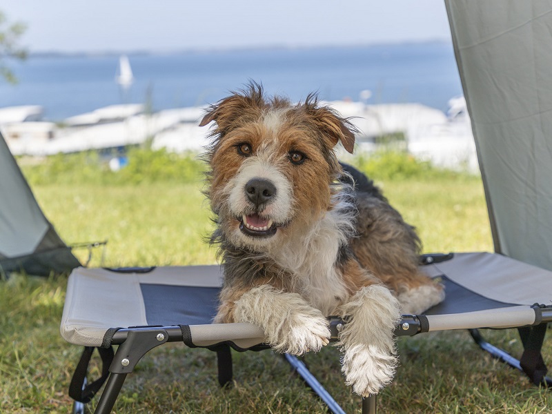 TRIXIE hondenligstoel: Kamperen met hond