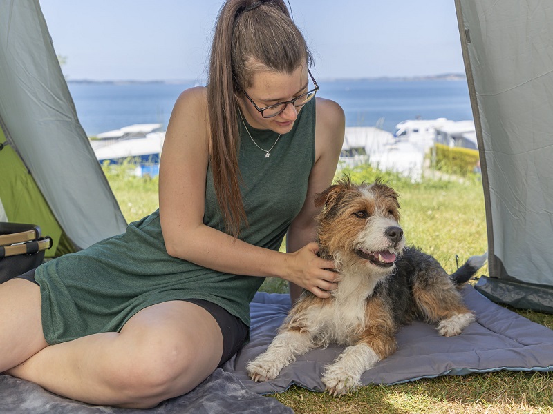 Camping with a dog: Cooling mat
