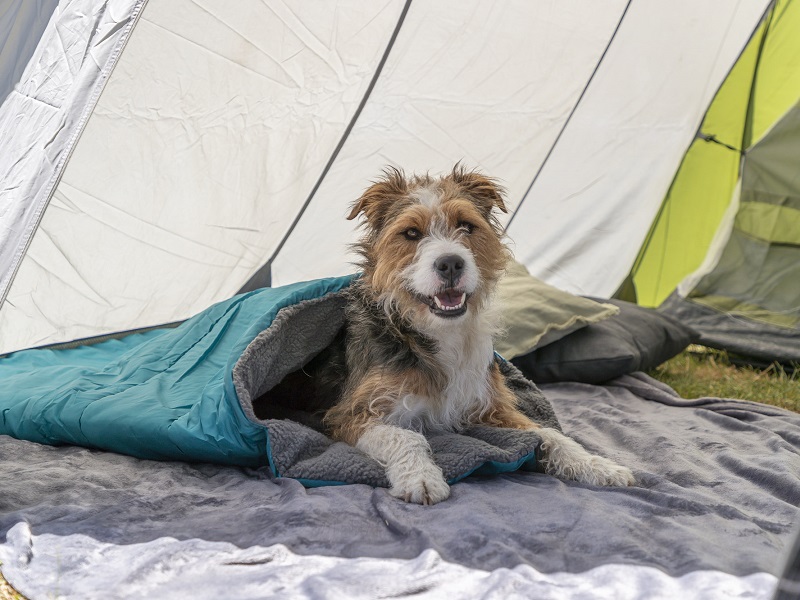 TRIXIE dog sleeping bag: Camping with dog