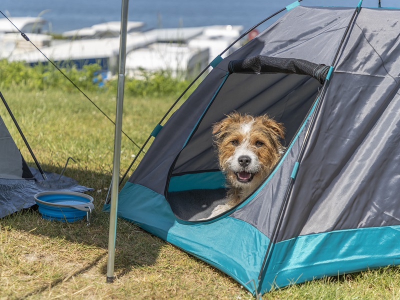 TRIXIE dog tent: Camping with dog