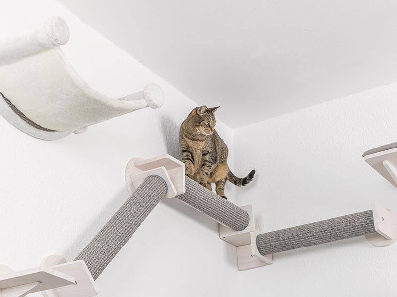 Pont D'escalade En Bois Pour Chat- idéal pour matou