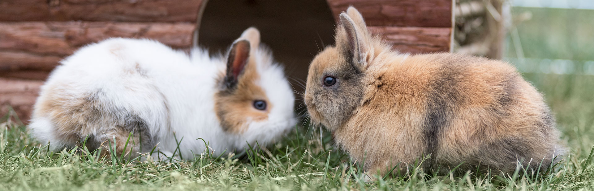 Zwei Kaninchen vor ihrem Häuschen im Garten