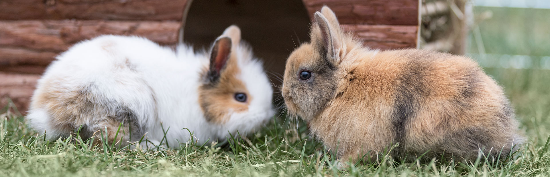 Two rabbits in front of their house in the garden