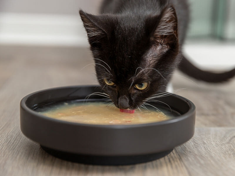 Schwarze Katze trinkt bzw. isst Katzensuppe von TRIXIE aus einem schwarzen Napf
