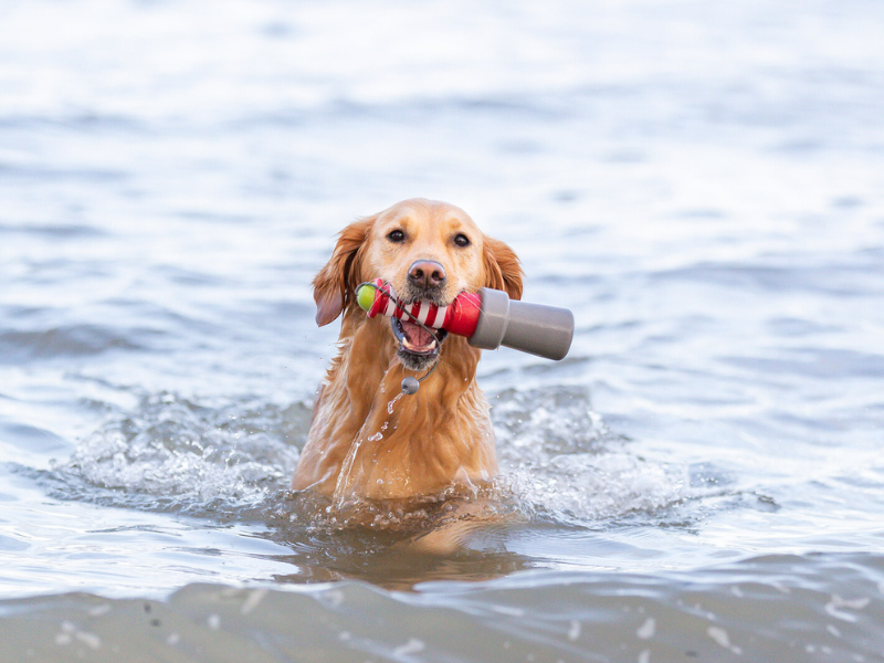 Hund im Wasser mit Wasserspielzeug, nasser Hund, TRIXIE Heimtierbedarf