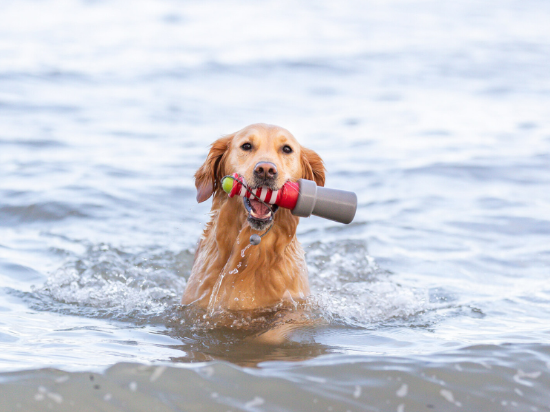 Perro en el agua con juguete de agua, perro mojado, TRIXIE Heimtierbedarf
