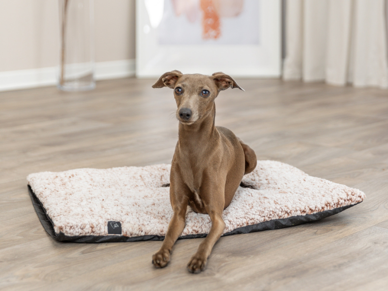Un chien croisé marron est allongé sur un tapis de repos rose chiné dans un salon.