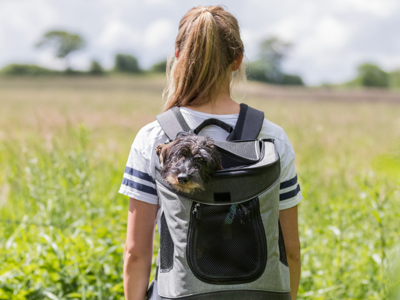 Eine Frau schaut auf ein grünes Feld hinaus. Ein Dackel steckt den Kopf aus dem Rucksack heraus.