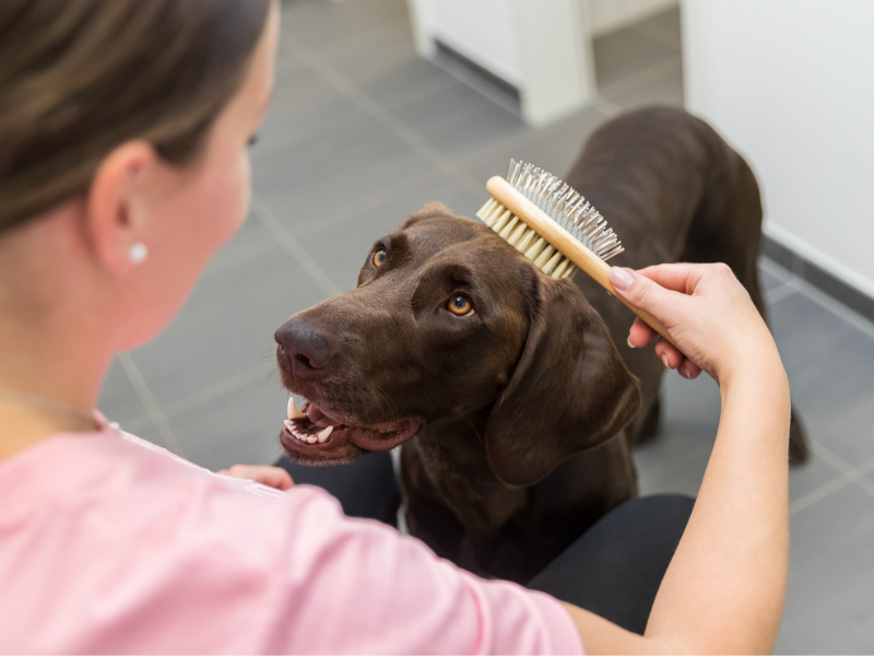 A brown Labrador is being brushed on the head by a woman. The dog looks very content.