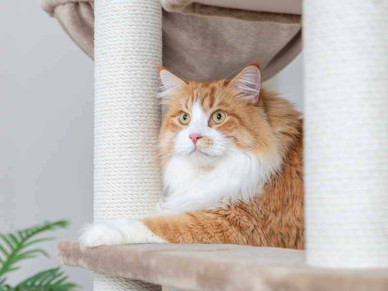 Chat orange sur un arbre à chat beige de TRIXIE.