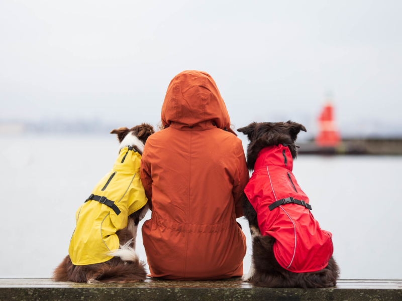 A woman is sitting on a bench in the rain wearing a raincoat and looking out at the sea. To her left and right are two dogs, also wearing raincoats. They are all seen from behind.