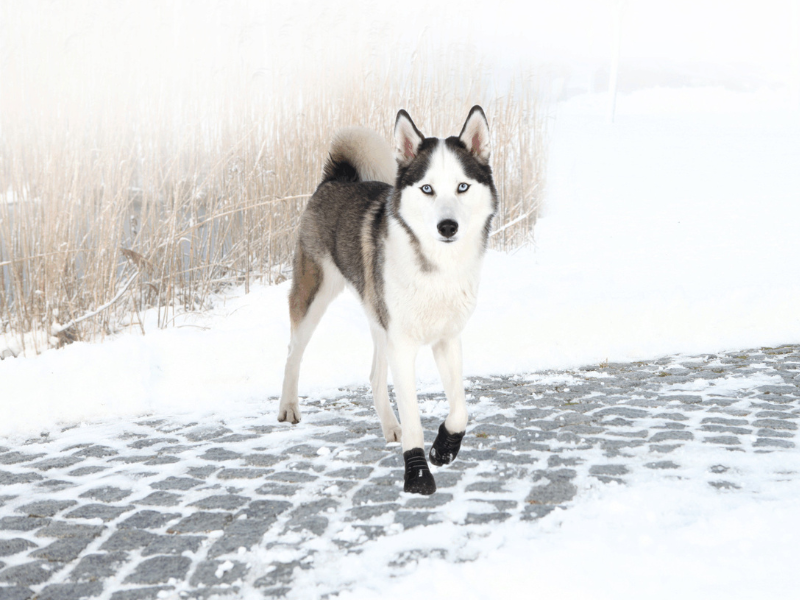 Husky steht mit Hundeschuhen auf einem verschneiten Weg. Hinter ihm erkennt man ein paar vertrocknete Gräser.