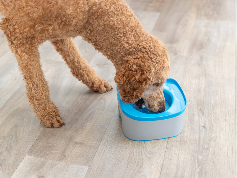 Chien buvant de l'eau à la gamelle, Gamelle de voyage avec fonction anti-éclaboussures, TRIXIE Heimtierbedarf