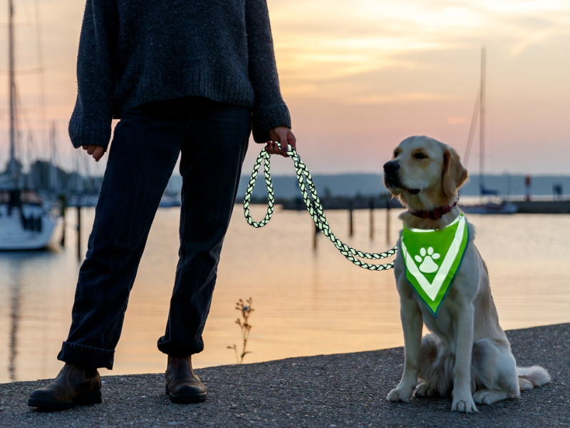 Golden Retriever sits with a reflective safety vest in front of the harbor basin. He is held by a woman with a reflective leash.
