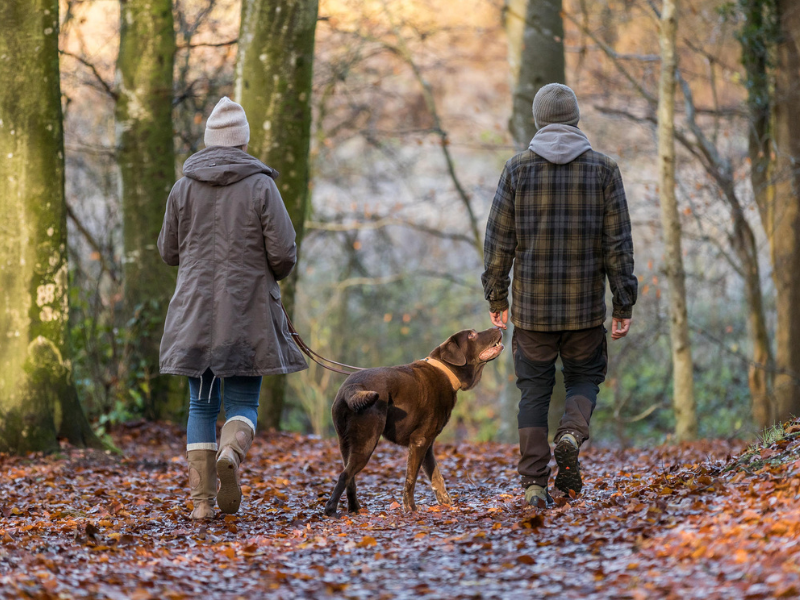 Una mujer y un hombre pasean con su perro por el bosque. Se les ve de espaldas. Hay hojas caídas en el suelo.