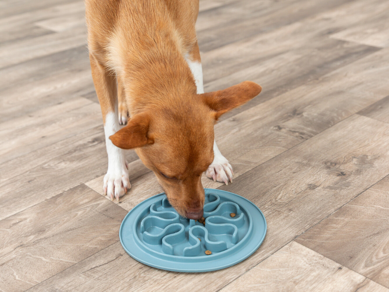 Ein hellbrauner Hund frisst aus einem blauen Silikon Slow Feeder/Anti-Schling-Napf. Der Slow Feeder hat viele Wellen auf der Innenseite.