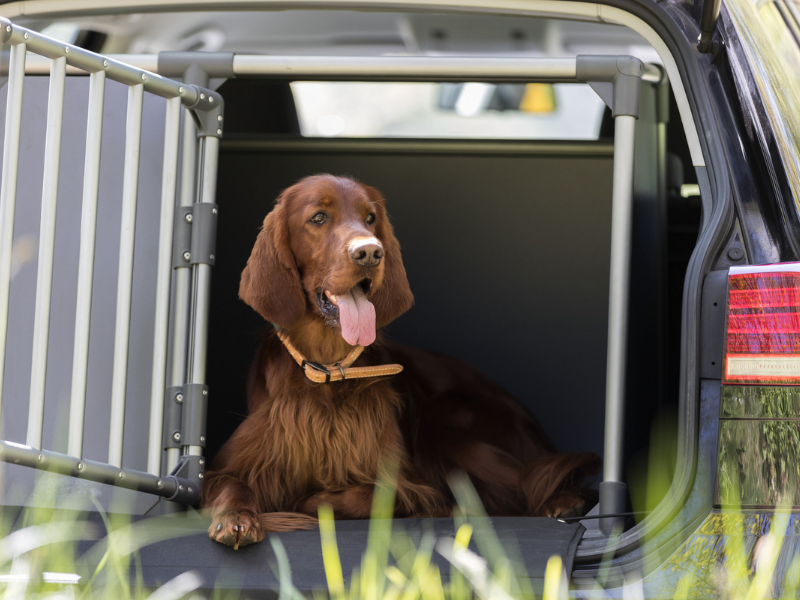 dog in the car, dog in the heat in the car, panting dog, dog box, aluminium box, brown dog, Irish Setter, TRIXIE Heimtierbedarf
