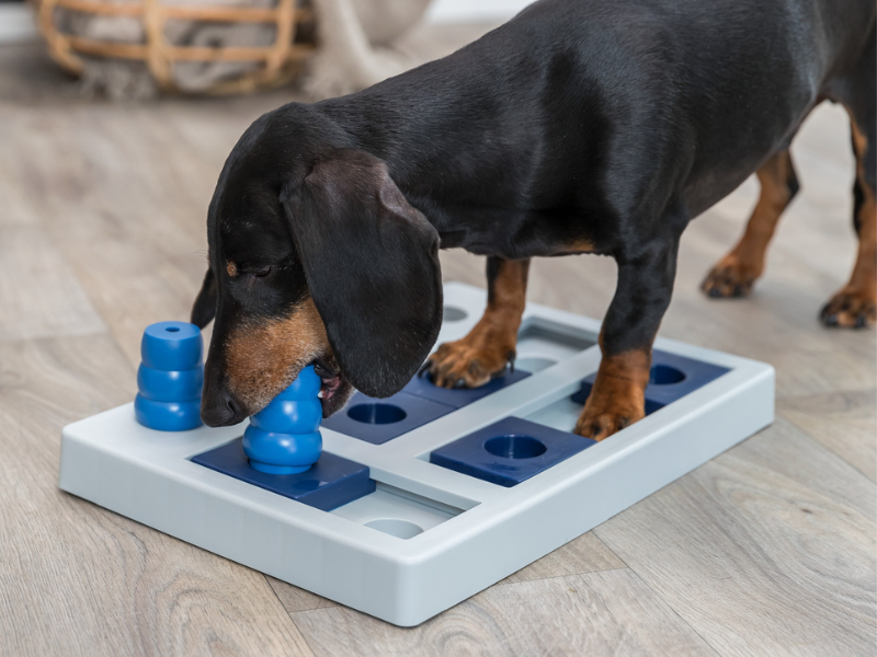 A black Dachshund stands on a blue and white TRIXIE strategy game for dogs. It holds a small blue cone from the game in its mouth.