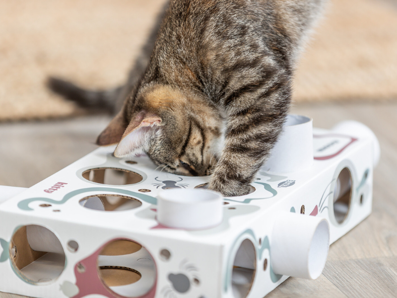  A tabby cat puts its head and paw into a white cardboard strategy game with holes and tubes.