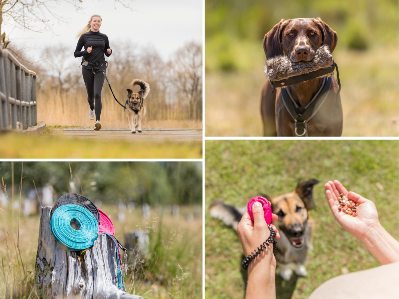 Hund im Training, Joggen mit Hund, Schleppleinen, Apportierzubehör, TRIXIE Heimtierbedarf