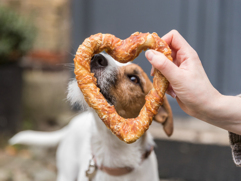 Hund knabbert an einem Kauartikel in Herzform, der vor ihn gehalten wird.
