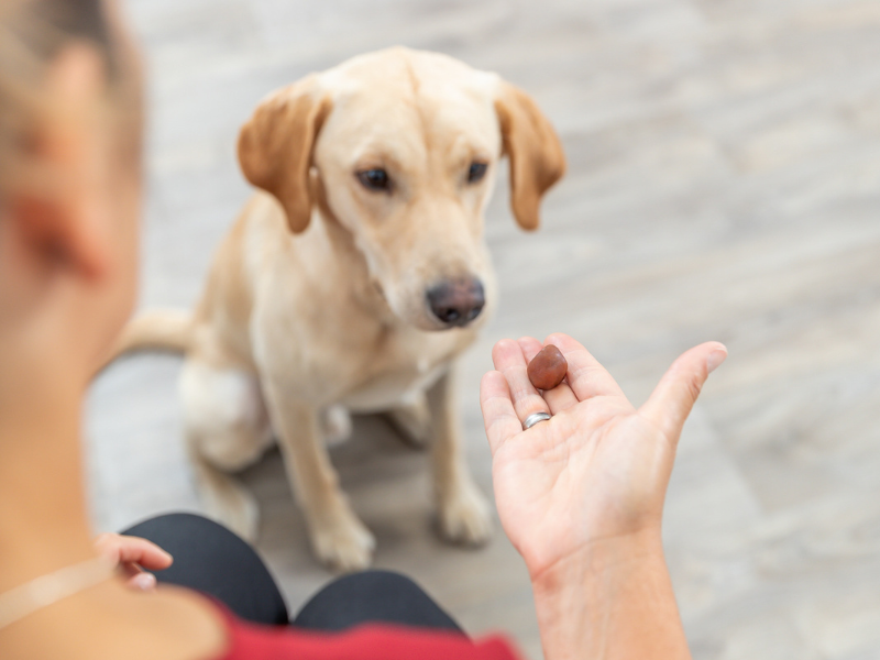 Yellow Labrador sits and looks at a treat in a woman's open hand. A pill is hidden inside the treat.