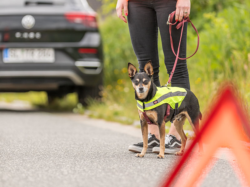 Hund und Frauchen stehen am Straßenrand. Hinten Auto, vorne Warndreieck. Hund trägt Warnweste.