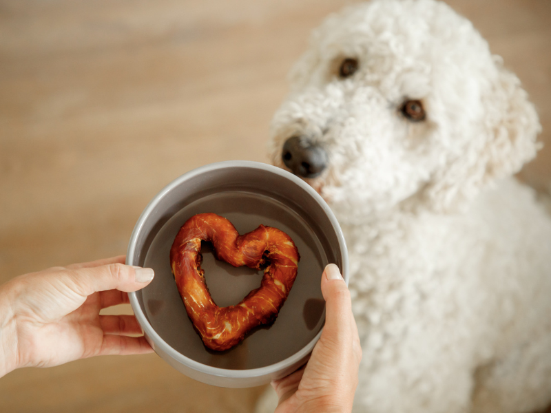 A white Goldendoodle sits on the floor. A woman's hands hold a bowl in front of the dog, containing a heart-shaped chew treat.