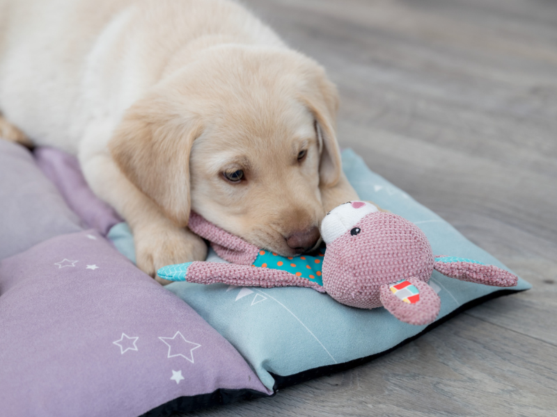 Ein goldener Labrador liegt auf einer lila/blauen Patchworkdecke. Seine Schnauze liegt auf einem pinken Hasen.