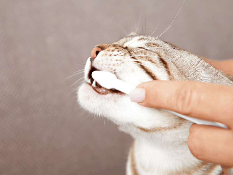 A cat's teeth are being brushed with a special toothbrush.