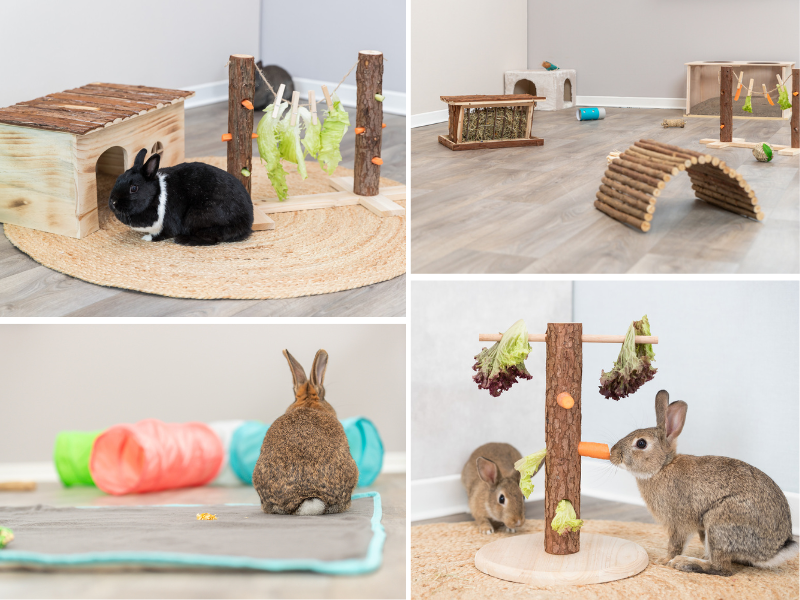 Rabbits nibble on carrots and lettuce, play tunnel for small animals, various furnishings for small animals, TRIXIE Heimtierbedarf