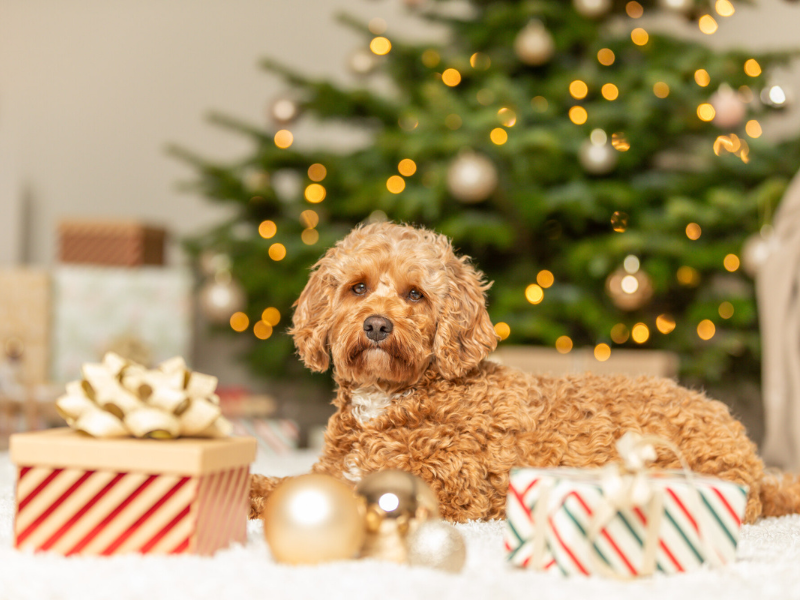 Maltipoo lies on a rug next to presents and Christmas baubles. A decorated Christmas tree stands in the background.