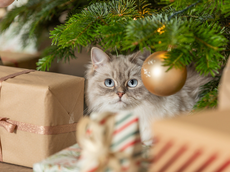 Een kat zit onder een kerstboom tussen cadeautjes.